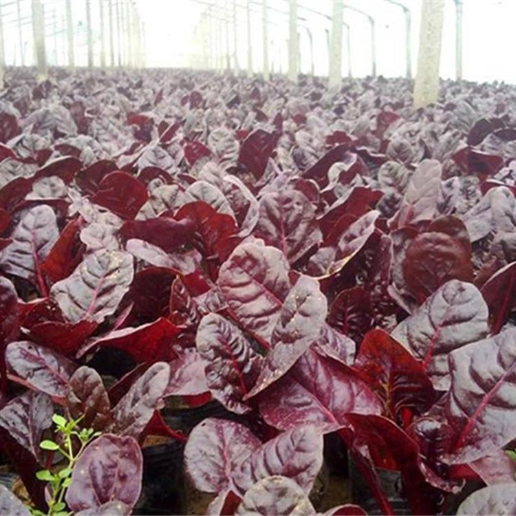 耐寒红叶甜菜  青州红叶甜菜价格  量大优惠