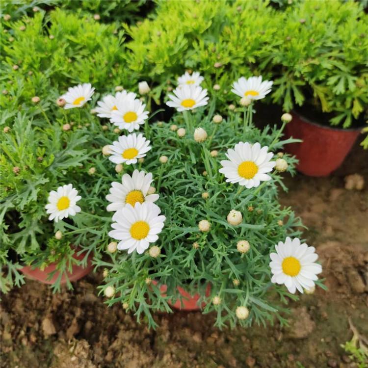 木春菊 批发木春菊种子 法兰西菊价格 山东宿根地被花卉