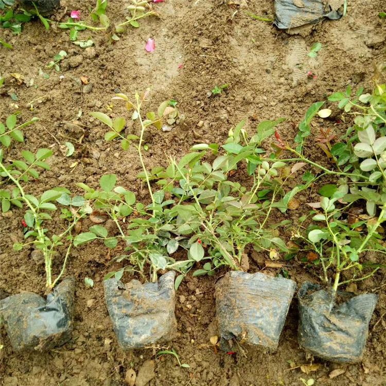 地被月季营养杯苗 地被月季景观花卉 市场基地批发