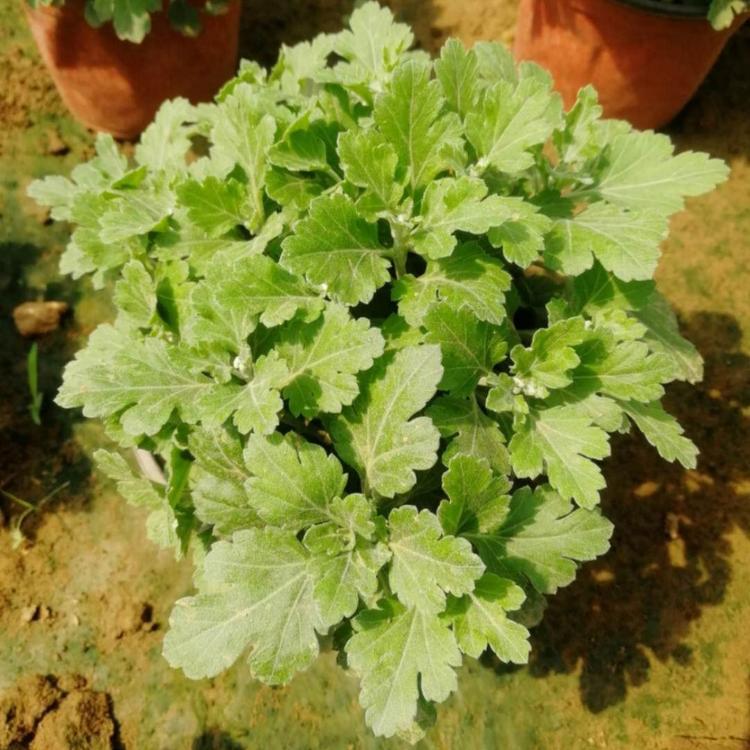 十月一国庆菊   绿化工程苗  国庆菊批发  青州菊花