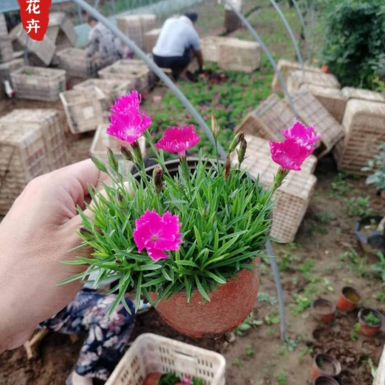 双色盆欧石竹  优质双色盆欧石竹  小涵花卉