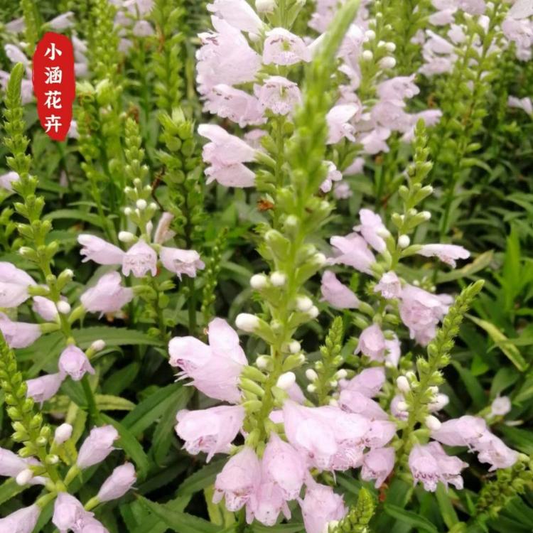 假龙头价格    工程绿化苗    小涵花卉