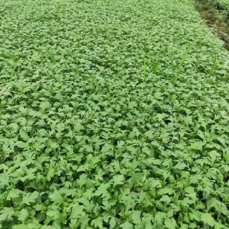 美女樱花苗 多色美女樱  花海用苗  现货供应