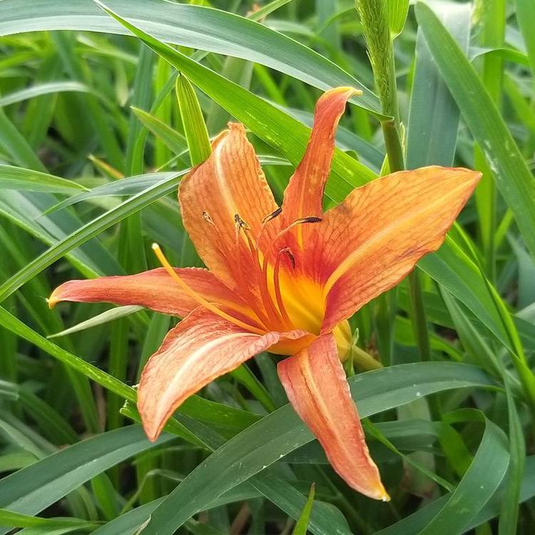 基地直销大花萱草  大花萱草基地  大花萱草批发价格