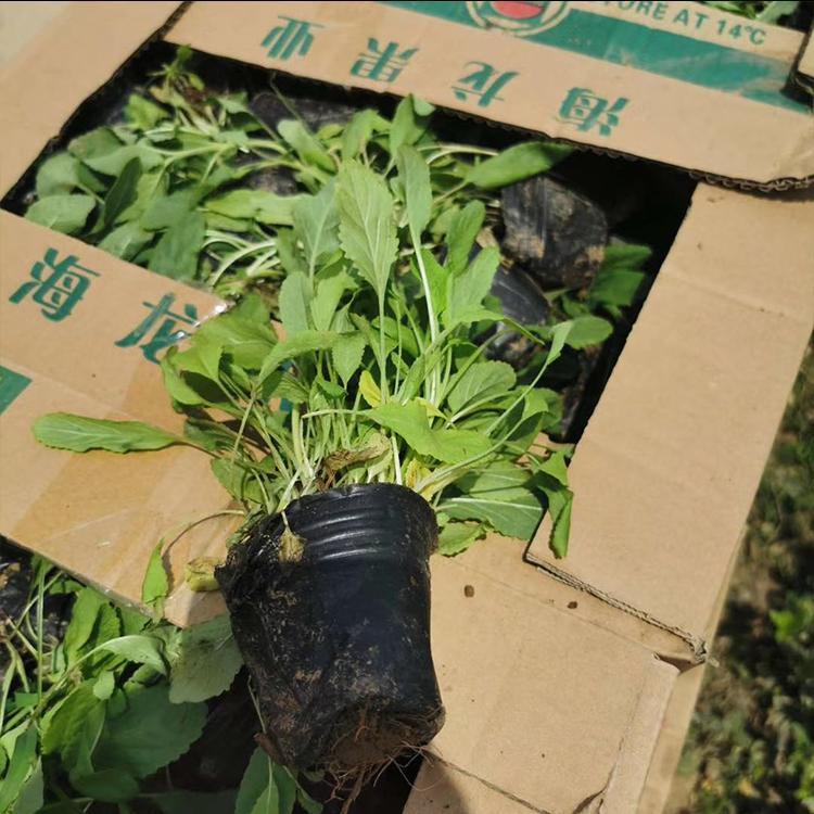 鼠尾草幼苗 蓝紫色鼠尾草  种植基地   生产直供