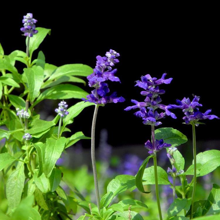 鼠尾草成庙  鼠尾草批发 园林景观  森木  现货销售