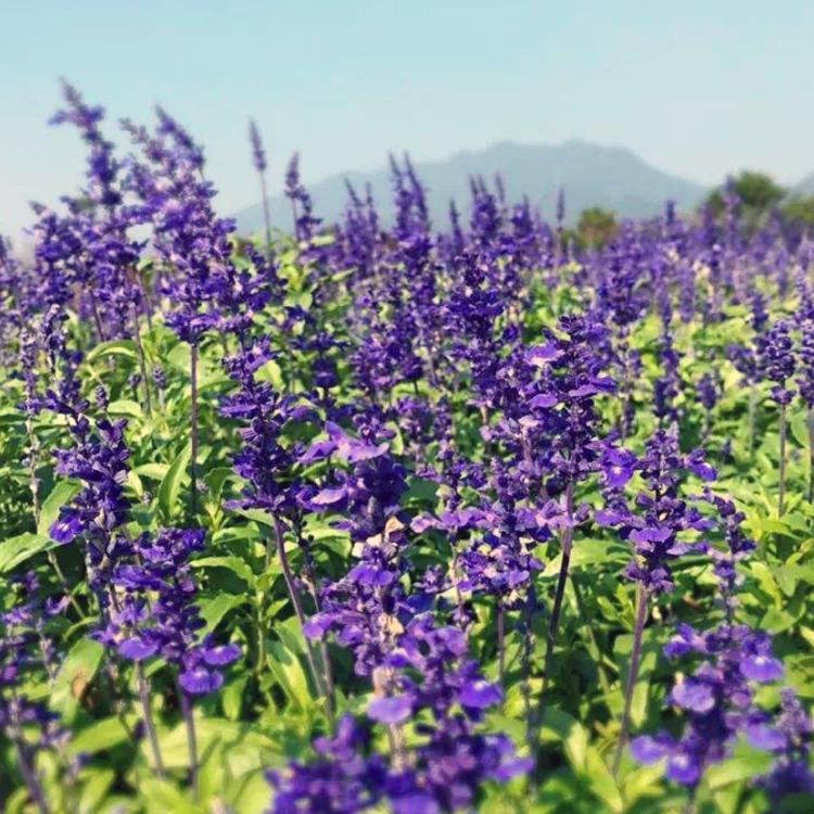 鼠尾草苗 鼠尾草观赏性花草  现货销售  森木