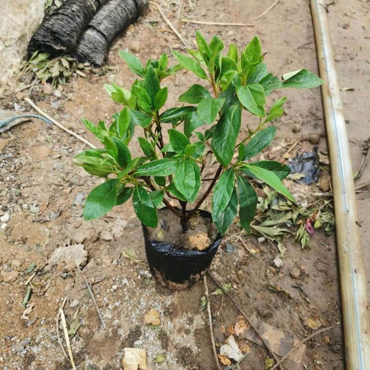 毛鹃苗木  毛鹃种植基地  四季花草  生产厂家