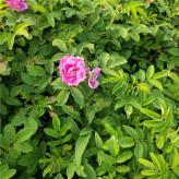 四季玫瑰种植基地 自产自销 青州四季玫瑰