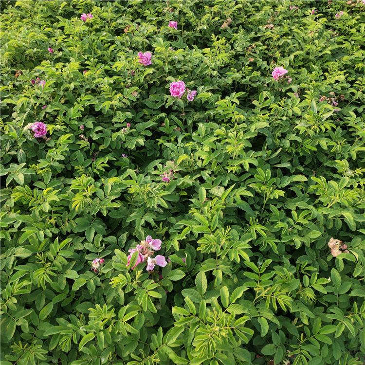 四季玫瑰供货商 基地供应 山东四季玫瑰