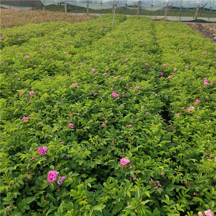 四季玫瑰种植基地 基地好苗预定 青州无刺玫瑰