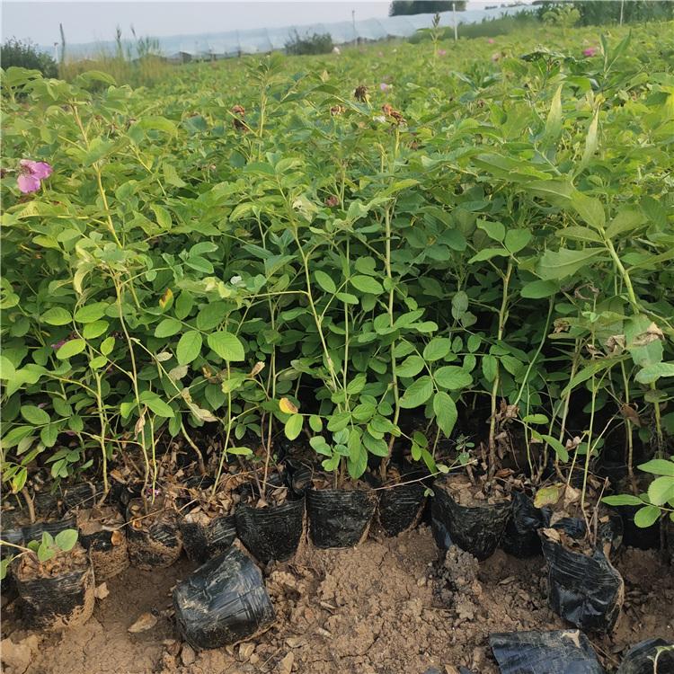 基地好苗预定 四季玫瑰苗 四季玫瑰价格