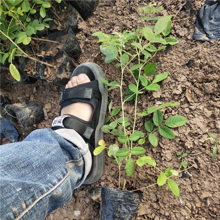 四季玫瑰供货商 花期长 园林观赏用 青州四季玫瑰苗