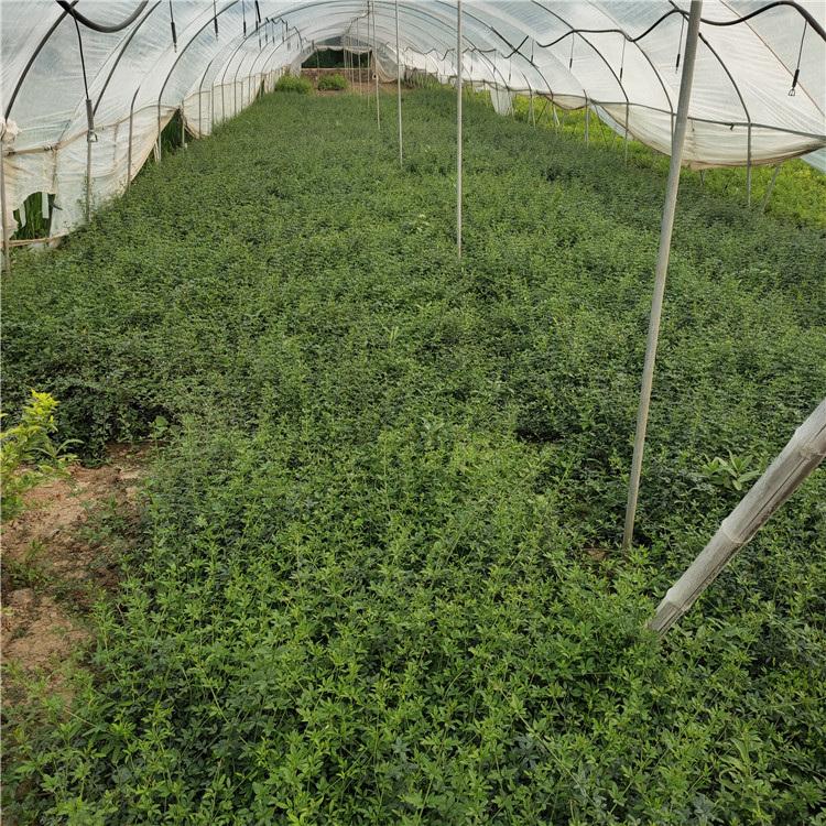 基地直销 迎春小苗 上盆迎春花 青州迎春批发