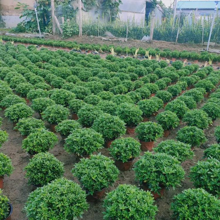 国庆菊种植基地 国庆菊批发价格 时令草花国庆菊基地