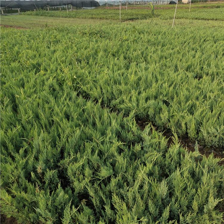 优惠多多 沙地柏小苗 山东沙地柏销售