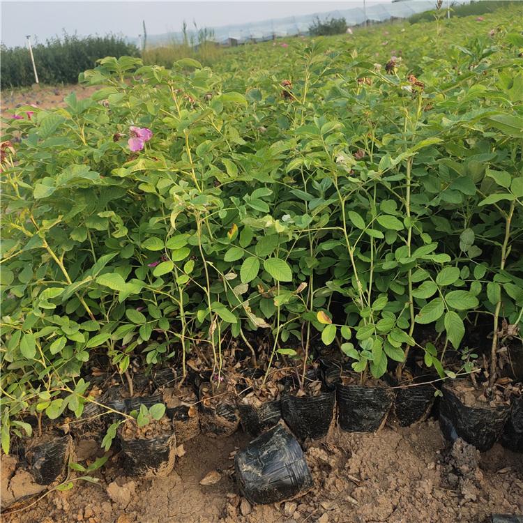 四季玫瑰批发 基地直售 山东四季玫瑰小苗
