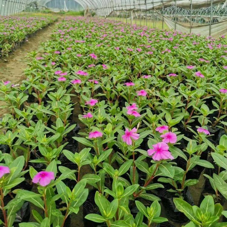 天天开盆栽 苗圃直供长春花 批发长春花基地