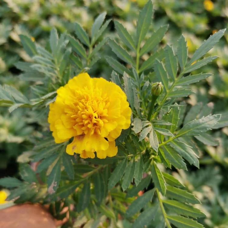 黄花孔雀草价格 孔雀草批发价格 孔雀草种植基地