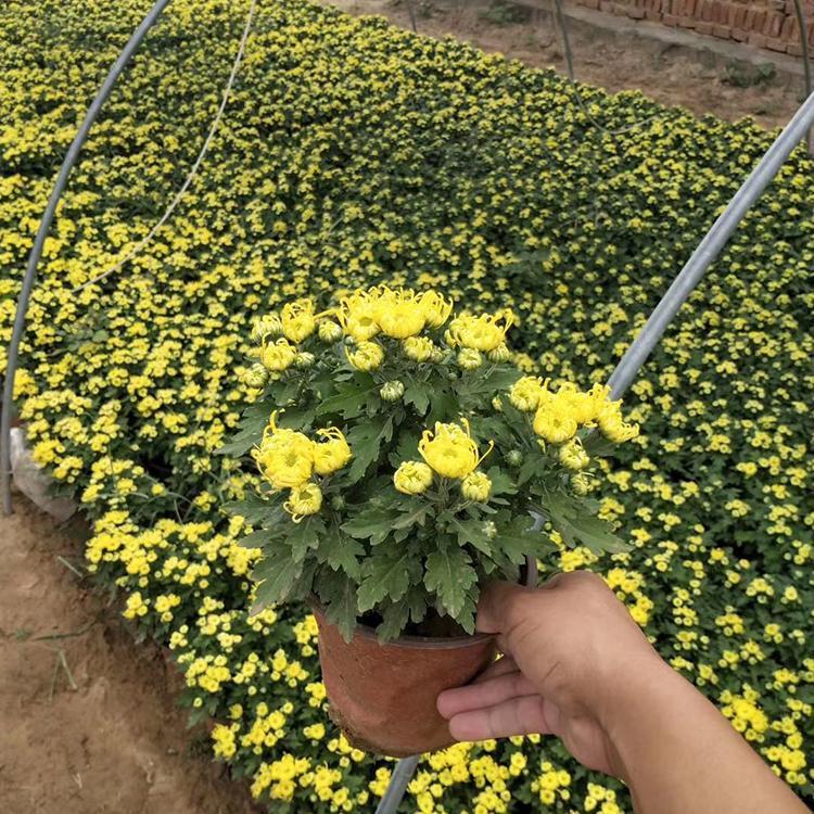 俊红 国庆菊 花期在金秋十月 观赏性好