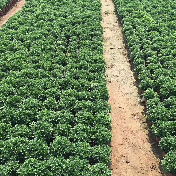 十月一  摆租国庆菊  国庆菊种植基地  国庆菊盆栽批发