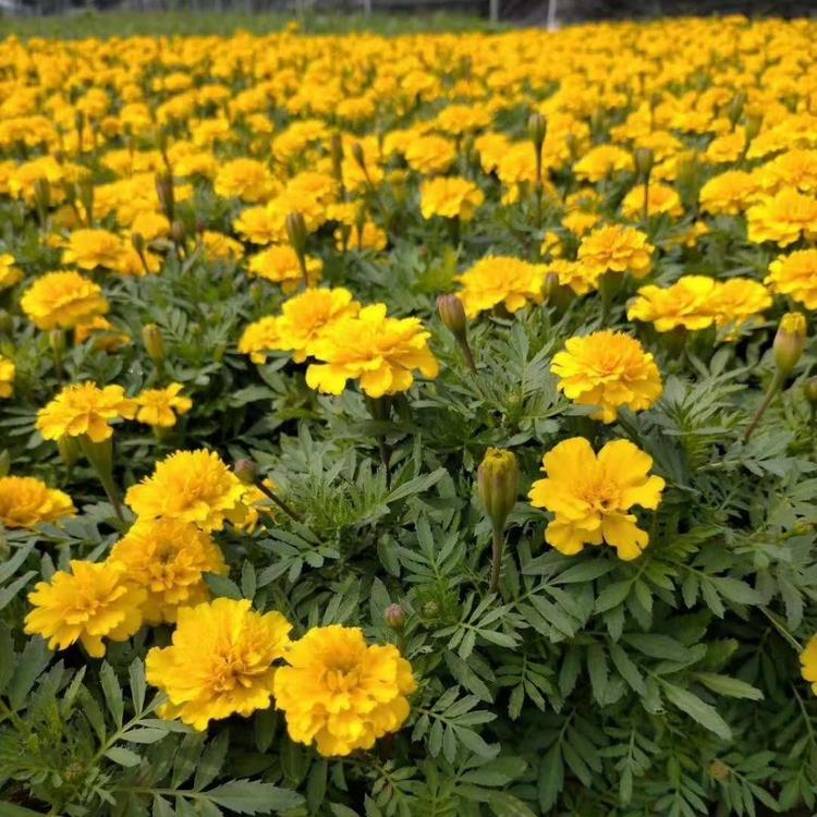 观赏花卉孔雀草 孔雀草基地 青州孔雀草小苗