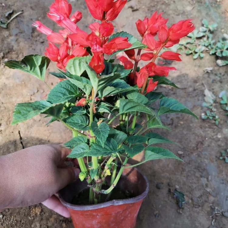 红花一串红 一串红批发商 一串红种植基地
