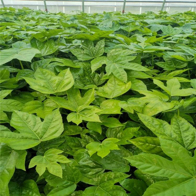 八角金盘报价 园林花带八角金盘 八角金盘供应商