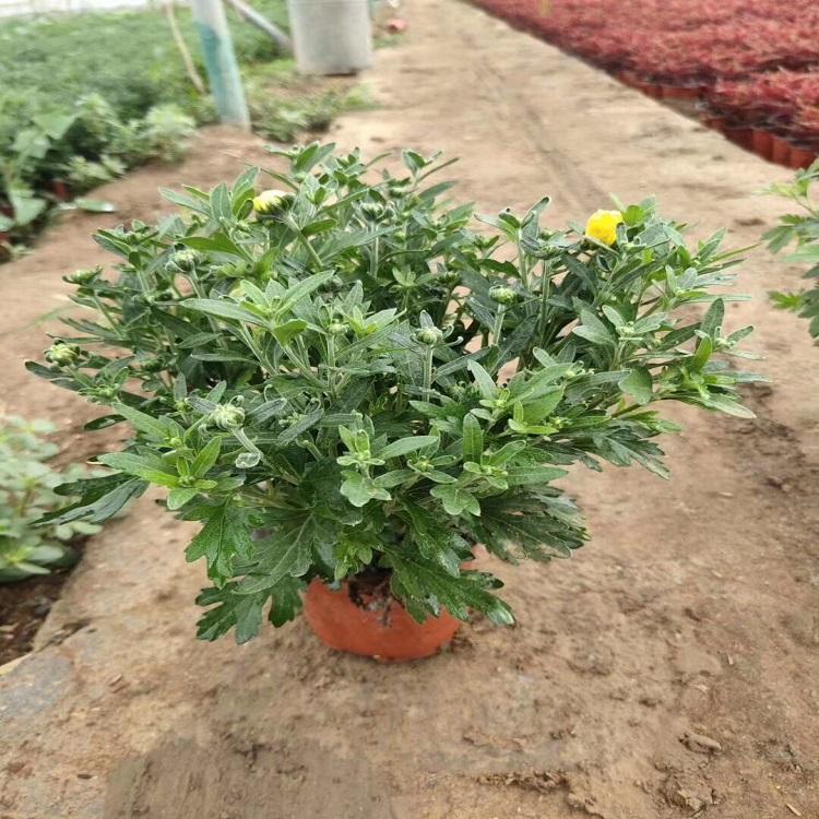 山东千头菊基地 千头菊价格  千头菊批发供应