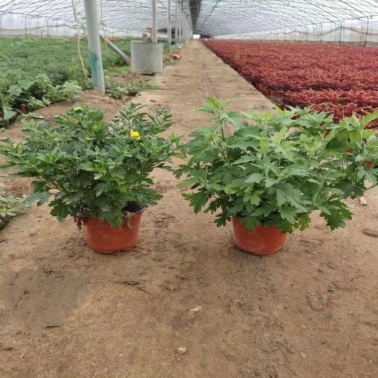 国庆菊绿化  菊花造型   国庆菊种植基地
