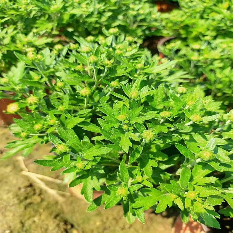 十月一国庆菊  国庆菊预购   国庆菊价格