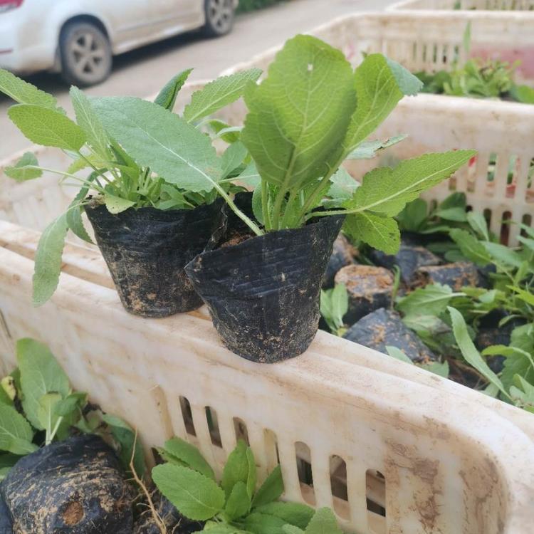 蓝花鼠尾草 鼠尾草供应 草花鼠尾草价格 花海鼠尾草小苗