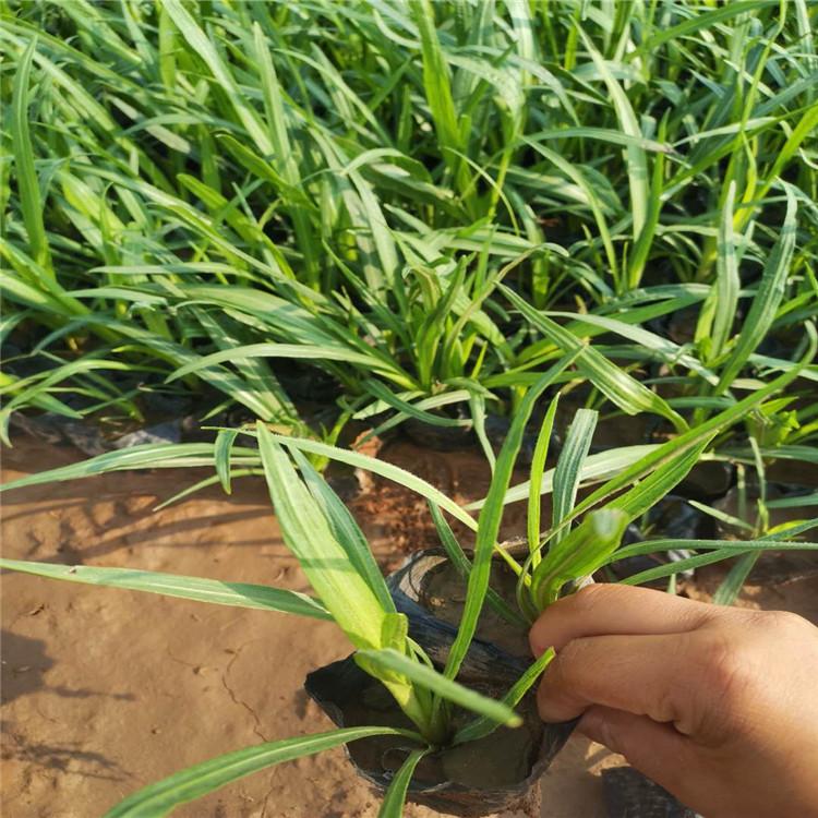 【启景花卉】蛇鞭菊价格 青州蛇鞭菊批发商 蛇鞭菊价格