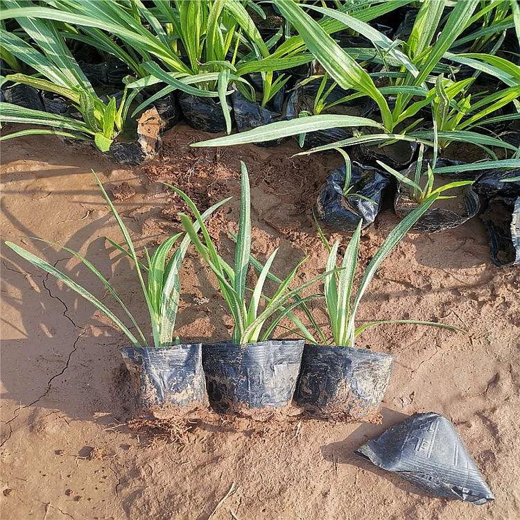 【启景花卉】蛇鞭菊价格 蛇鞭菊批发商 蛇鞭菊种植销售