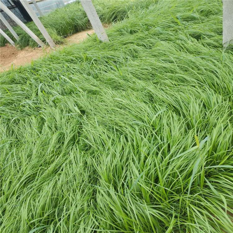狼尾草种植基地 狼尾草供货商 【启景花卉】狼尾草小苗报价