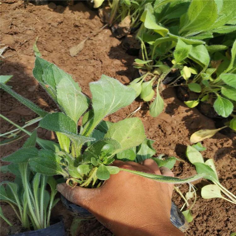 【青州启景花卉】黑心菊小苗 开花黑心菊 黑心菊批发报价