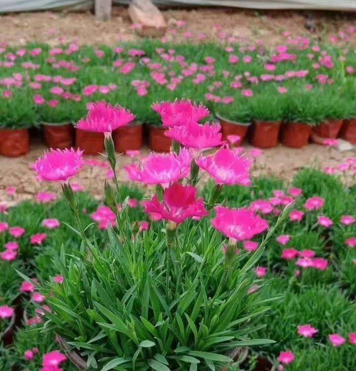 观赏欧石竹 石竹价格 基地种植欧石竹