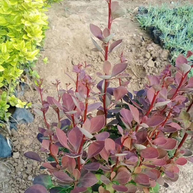 红叶小檗种植销售  红叶小檗价格 红叶小波