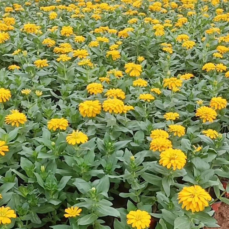 百日草种植基地 百日草基地直销 青州百日草价格