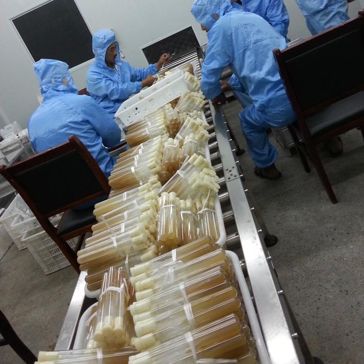 羊肚菌种植技术培训 现场教学 理论加实践 高级制种课程