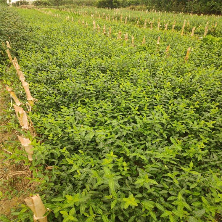 园林绿化扶芳藤 耐寒耐旱的扶芳藤  扶芳藤基地报价