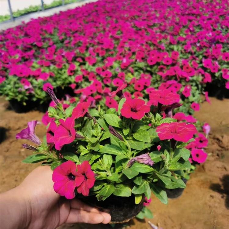 批发牵牛价格  供应垂钓牵牛 垂钓牵牛花基地种植