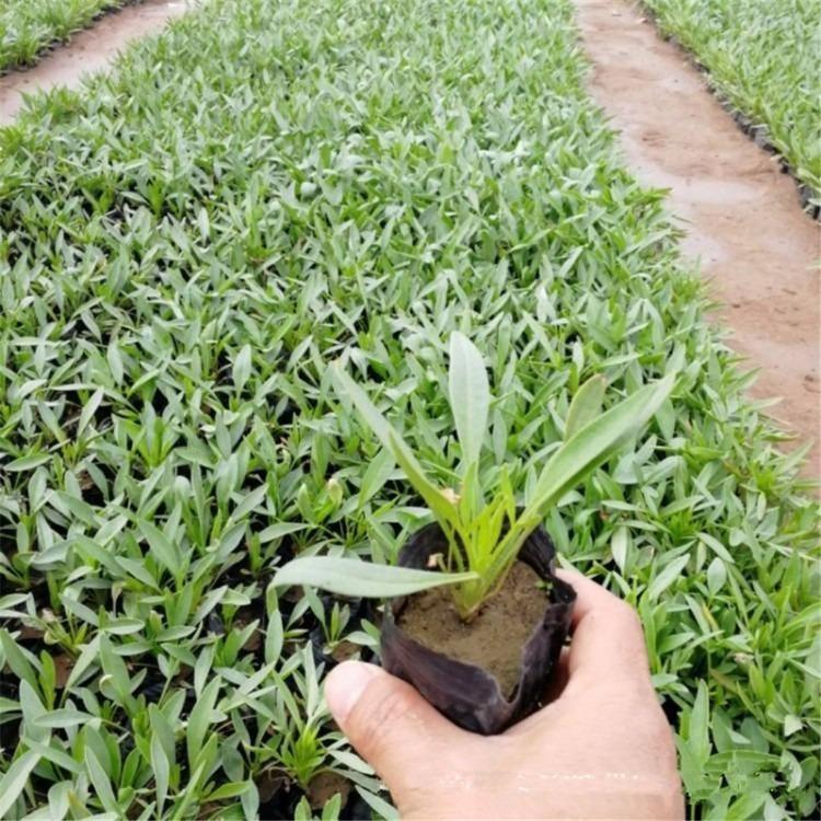 基地直发金鸡菊  金鸡菊价格  大量供应