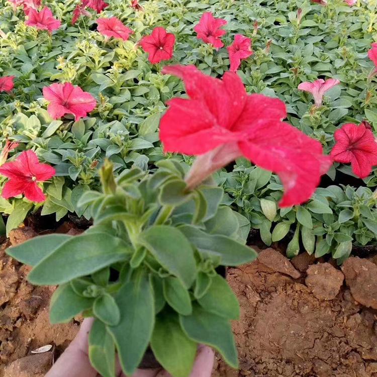 国庆矮牵牛花造型设计  摆租系列  欢迎询价