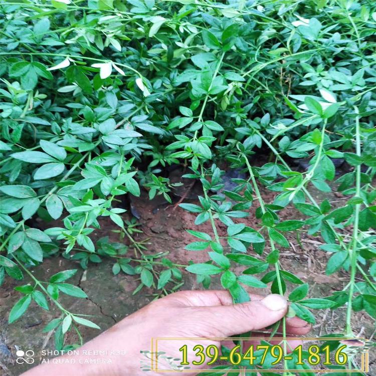 多分枝迎春园林用途 盆栽迎春图片  早春植物种植面积大
