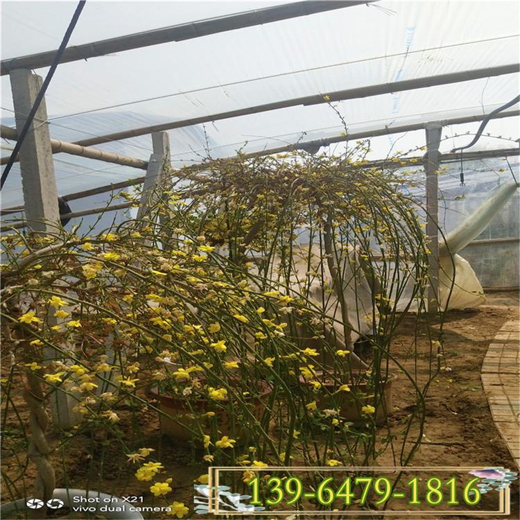 花灌木迎春营养钵苗价格 地栽迎春苗 工程绿化苗攀岩植物