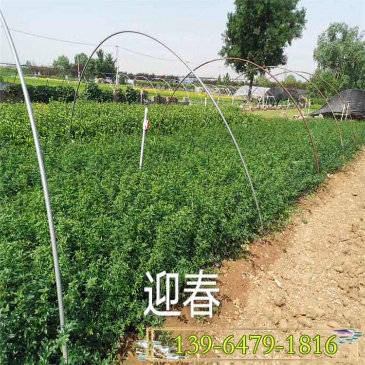 迎春花苗 攀岩护坡的植物 耐寒花卉迎春花 花期2-4月的花卉