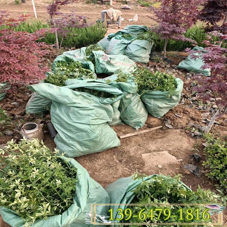 2020新上市迎春花批发价格 迎春花小苗图片 迎春种植基地