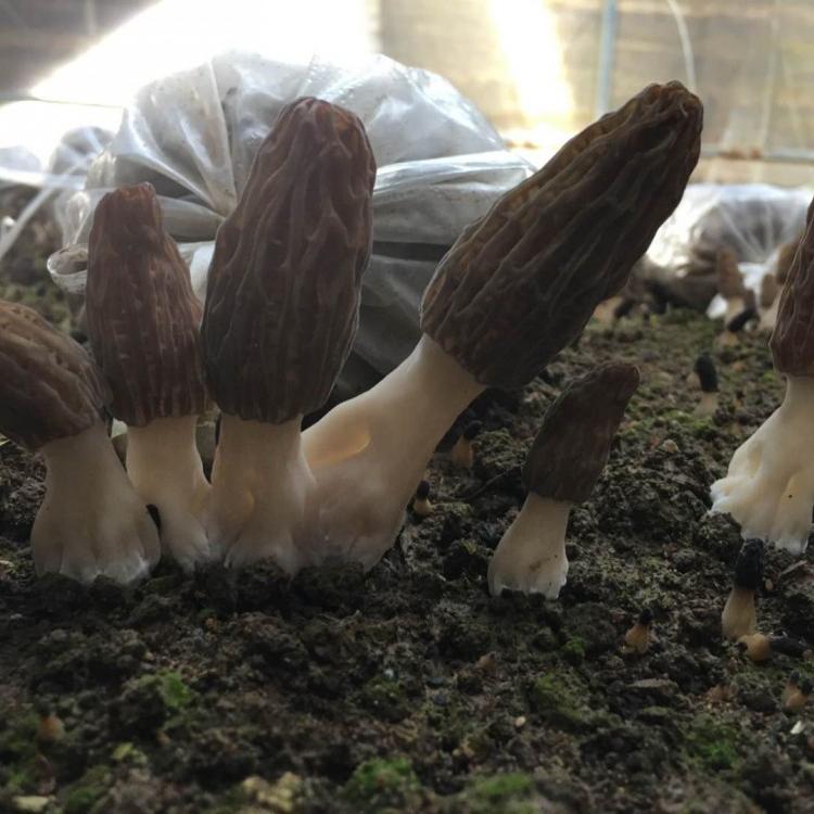 羊肚菌菌种 羊肚菌栽培种 一亩地2000元 送种植技术