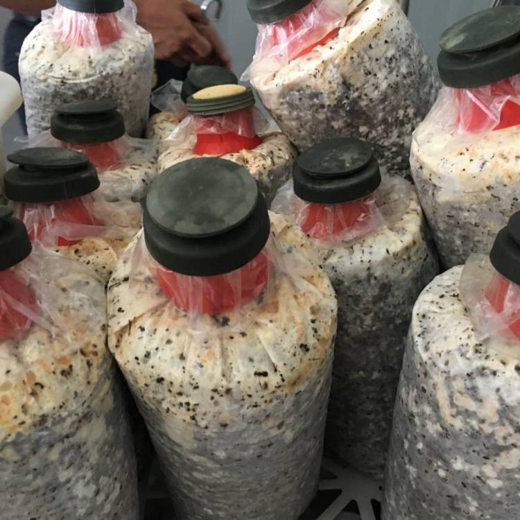 人工种植黑皮鸡枞菌种菌包 从业40余年品质保证产量高 菌厂直供